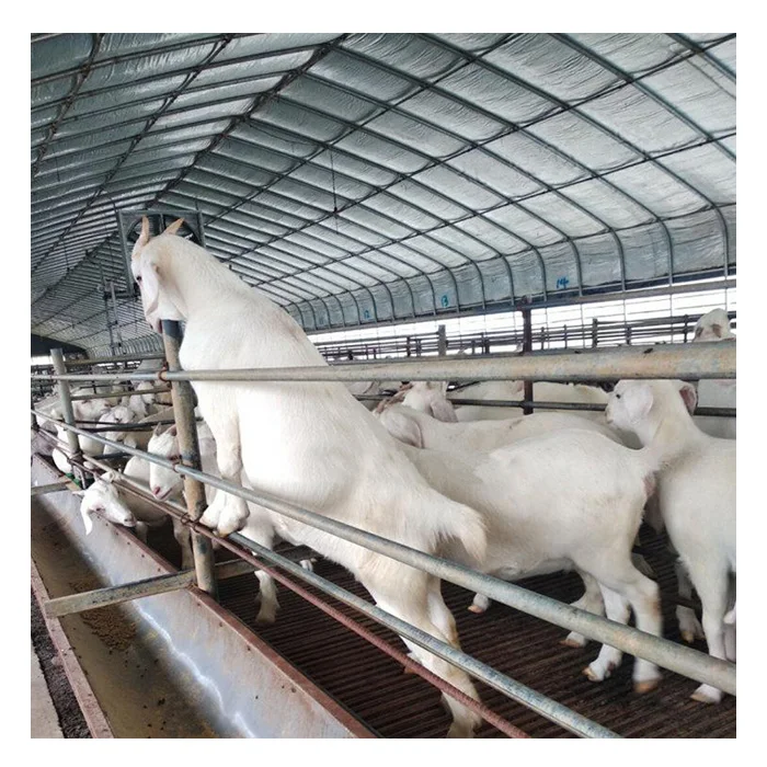 Prefab Low Cost Livestock Farm shed Light Steel Structure Prefabricated Goat / Sheep / Cow House Shelter