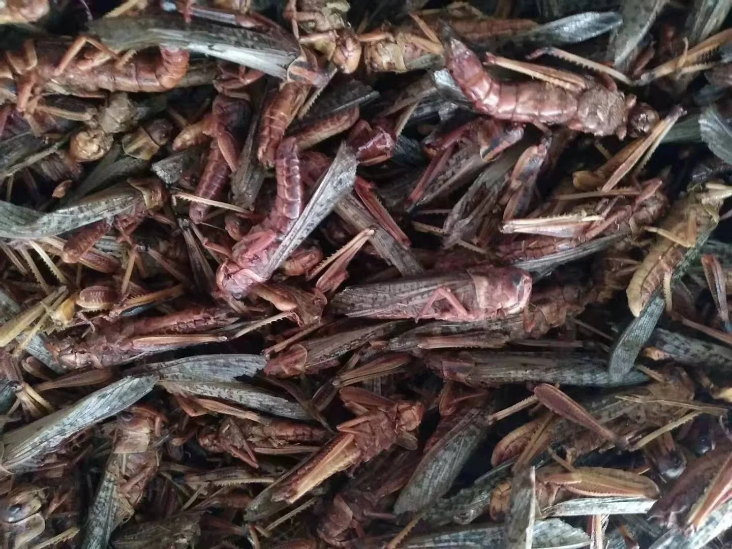 Edible Insect For Bird Microwave Dried Locusts Mealworms