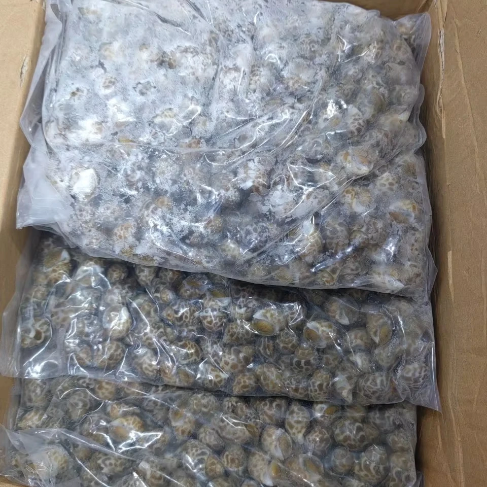 High Quality Frozen Scallop Pen Shell Meat