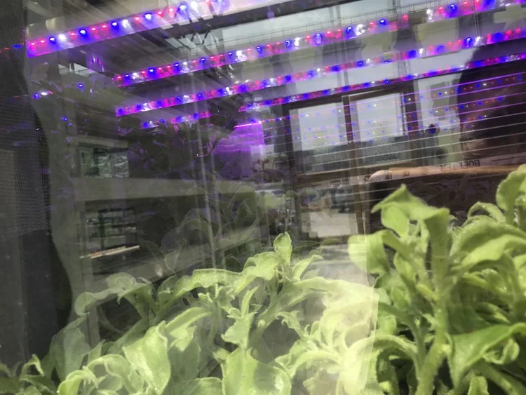 
New Product Ideas Vegetables Plant Nursery Tray led lamp Garden Greenhouse Grow Vertical cabinet Hydroponic System Grow Box 