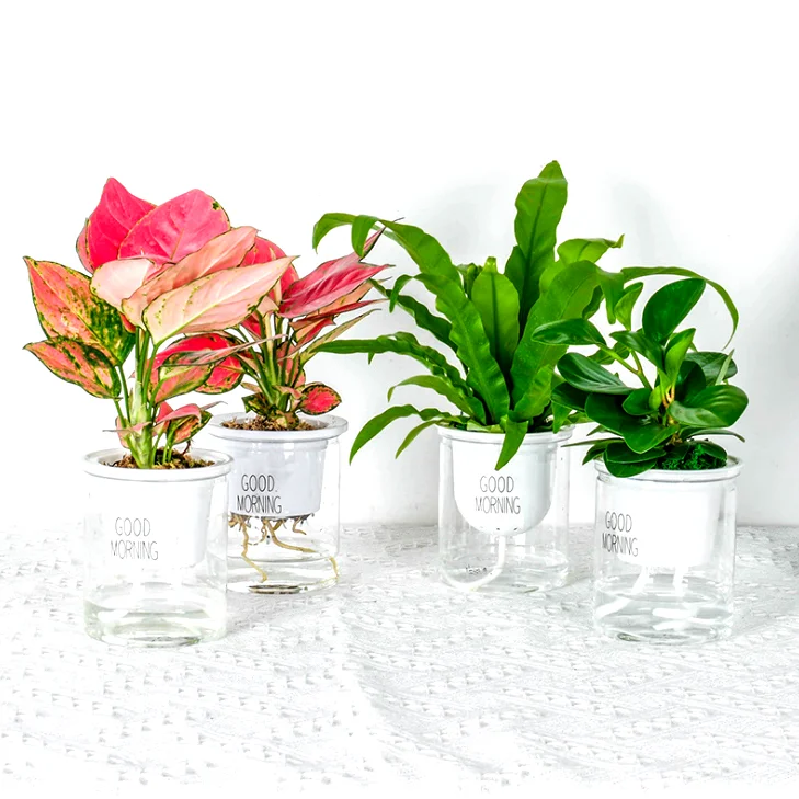
Amazon Hot Sale Office Indoor Decorative Plastic Flower Pot Transparent Self Watering Plant Pot Planter 