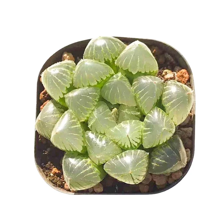 
hot sale item succulents live plants set natural haworthia charm for house decoration has a crystal texture 
