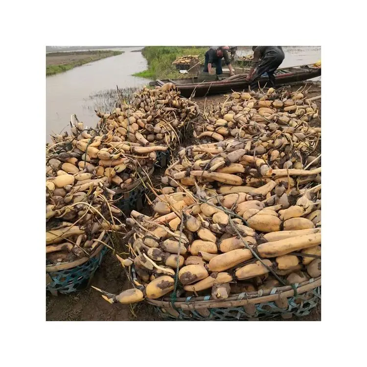 Китайские знаменитые овощи продукты оптом свежие фрукты и корень лотоса