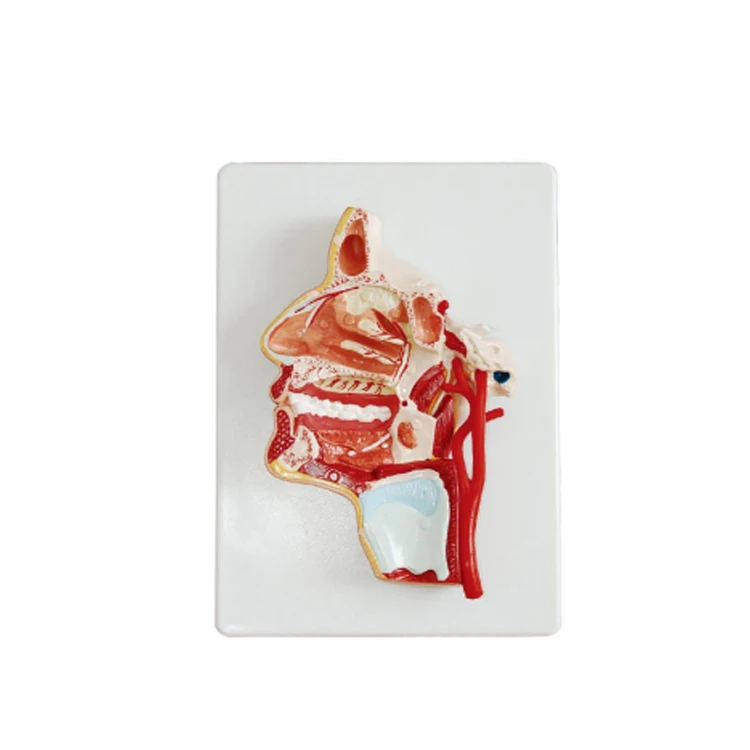 Medical Training 3D Median Section Head Model Anatomy