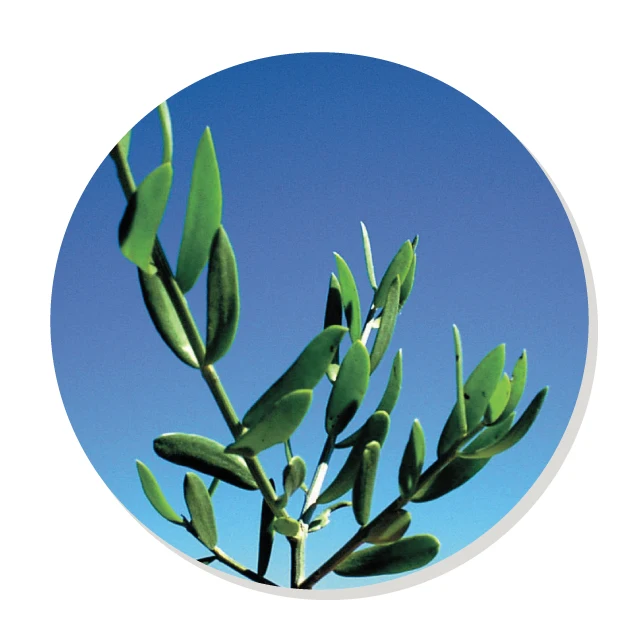 Non Calorie Non Caffeine Easy To Drink Slimming Healthy Tea Products