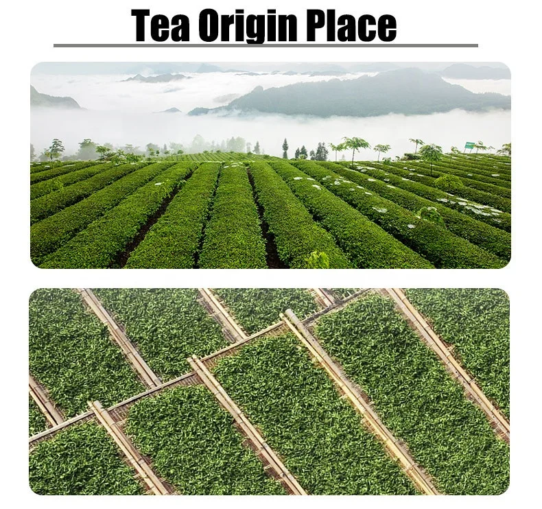China organic white tea Silver needle(baihaoyinzhen),natural and health white pine needle tea