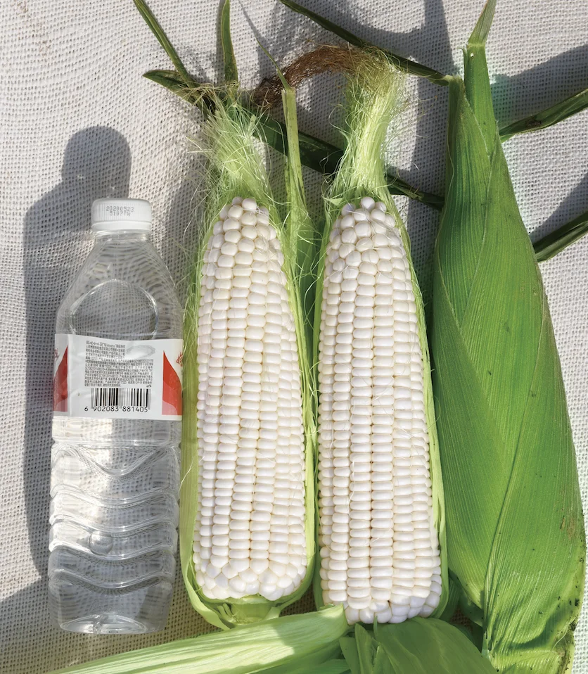 
China Quality Manufacturer white sweet waxy corn seed for sale 