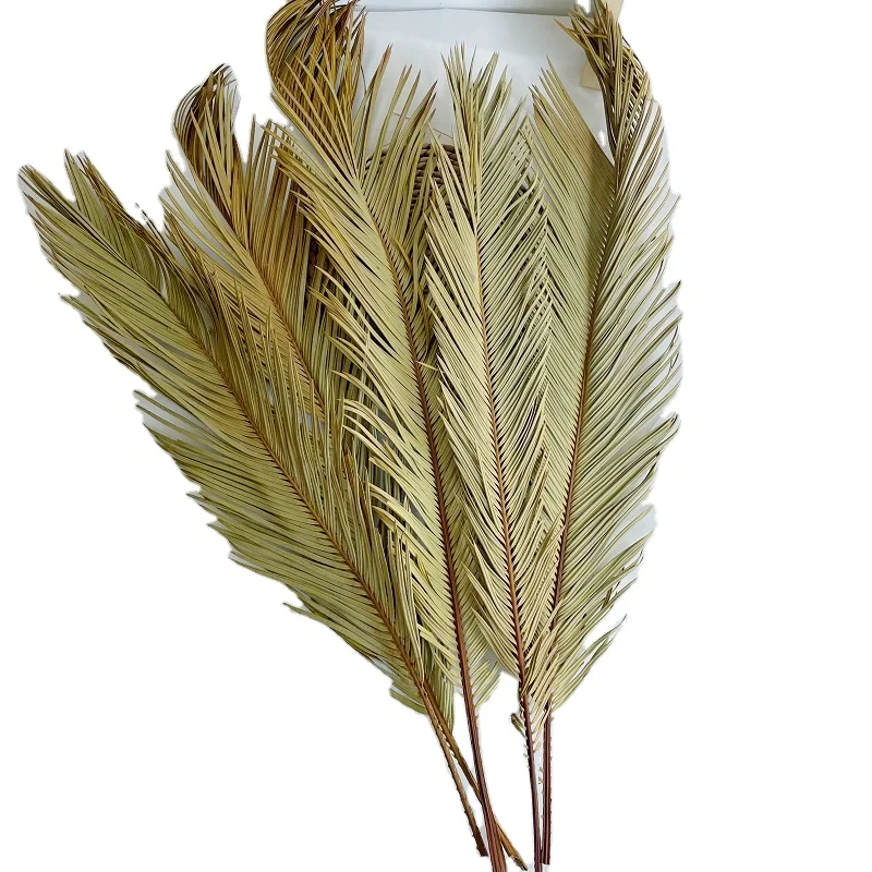 Ins Most Popular Dried Flower Dry folium Cycas Seeds For Home And Wedding Decoration