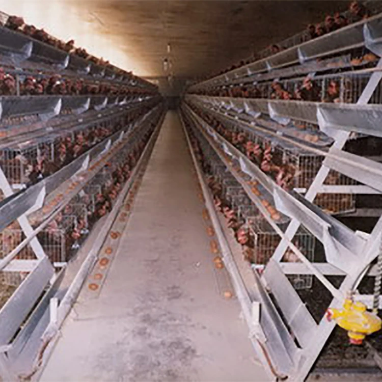 TBB Factory Supply Broiler Battery Cages Automatic a Type Chicken Farm Equipment
