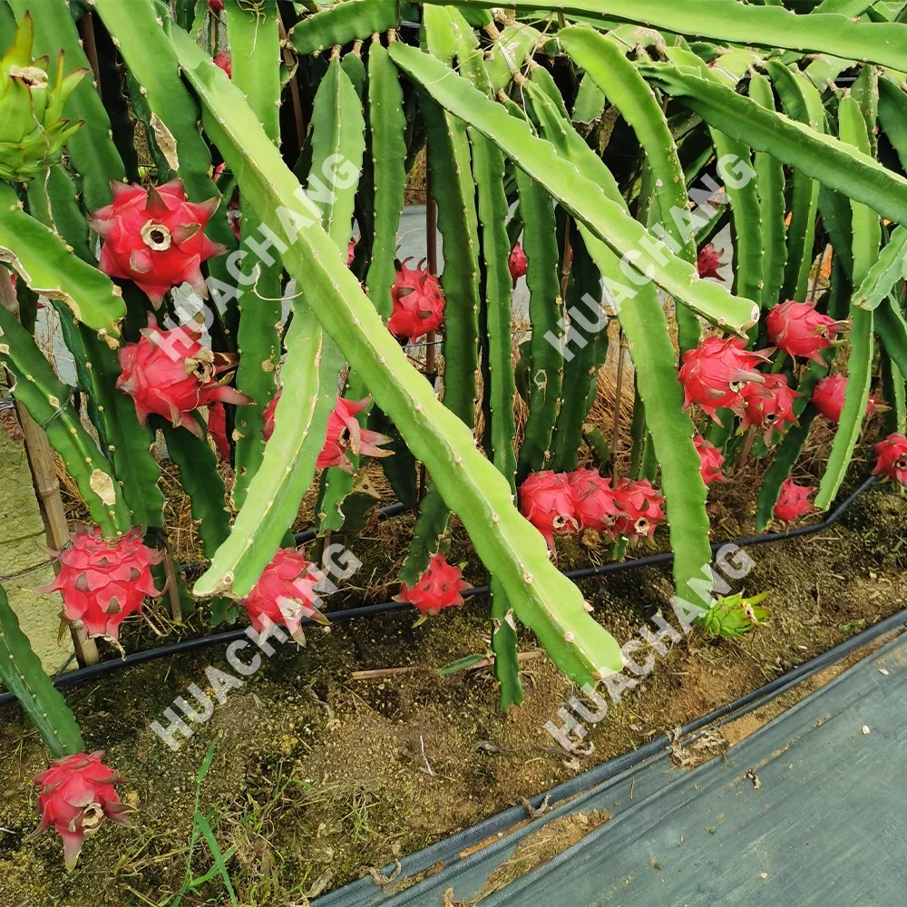 Dragon Fruit 12W Grow Light Full spectrum 15W Plant Bulb Guangdong Zhongshan Factory Wholesale LED plant growth lamp