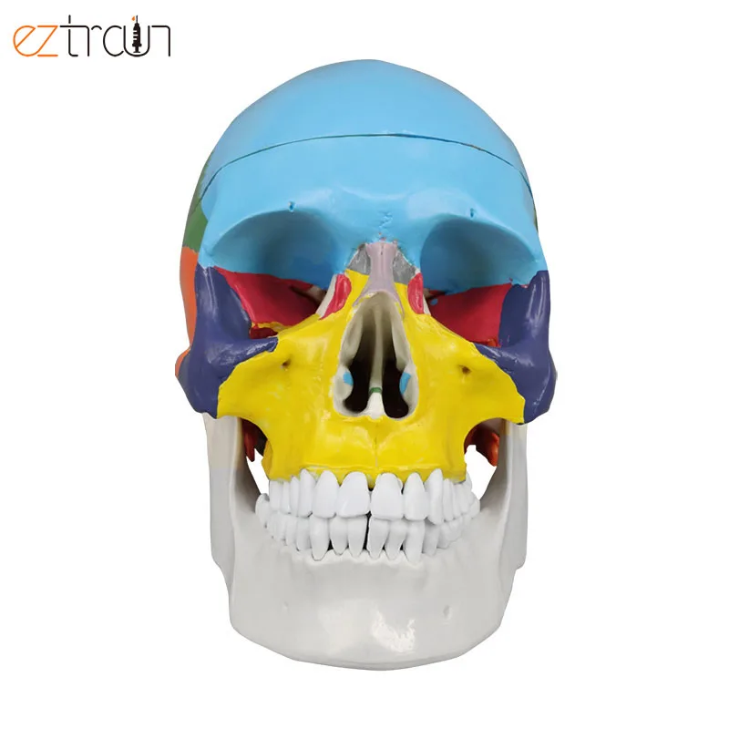 Human Skull Model Colored, Skull Anatomy Model Life Size, 3 Parts