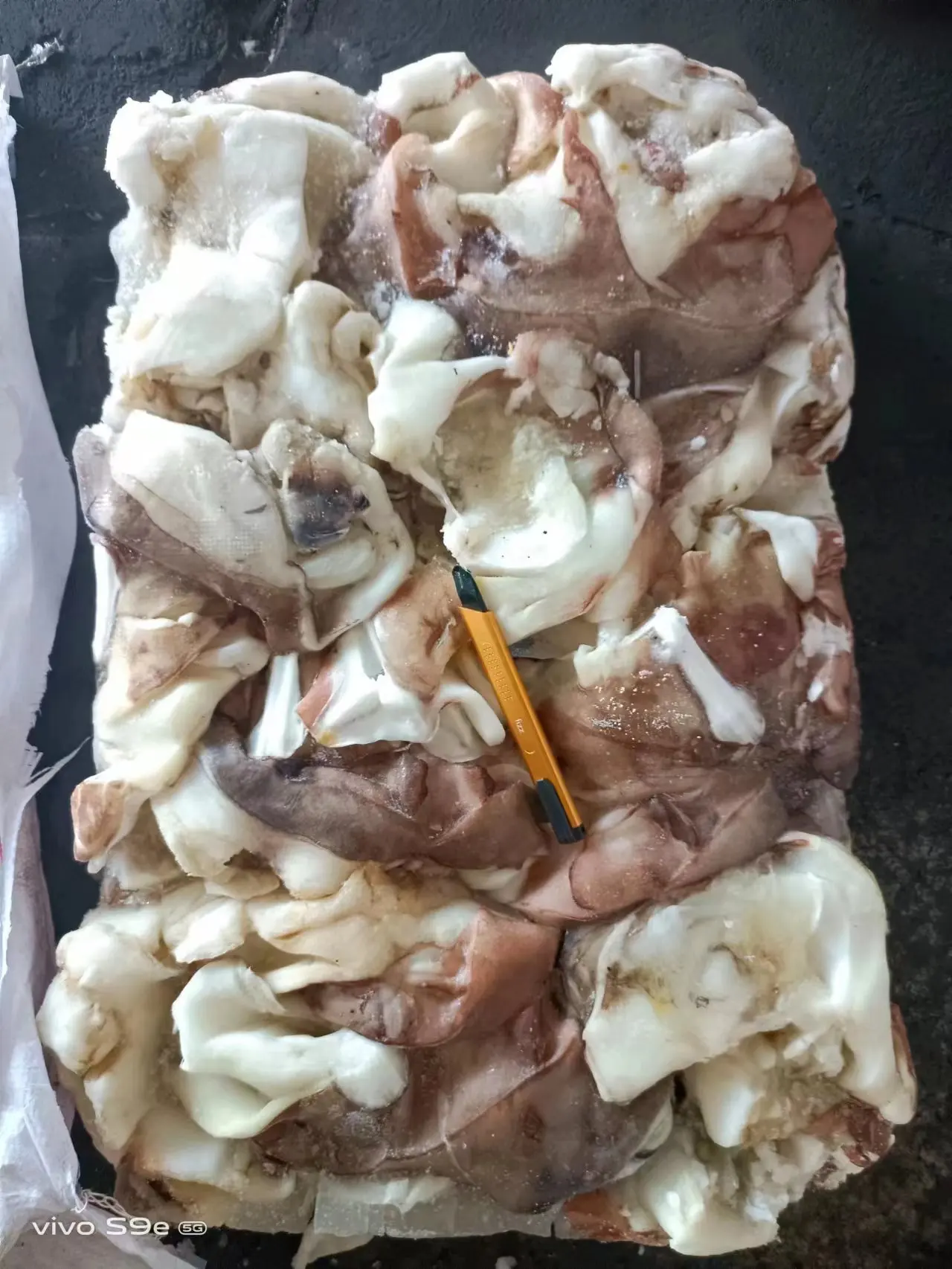 Delicious Chinese Food Dosidicus Gigas Wholesale Giant Squid neck whole cleaned gigas squid calamari neck China seafood supplier