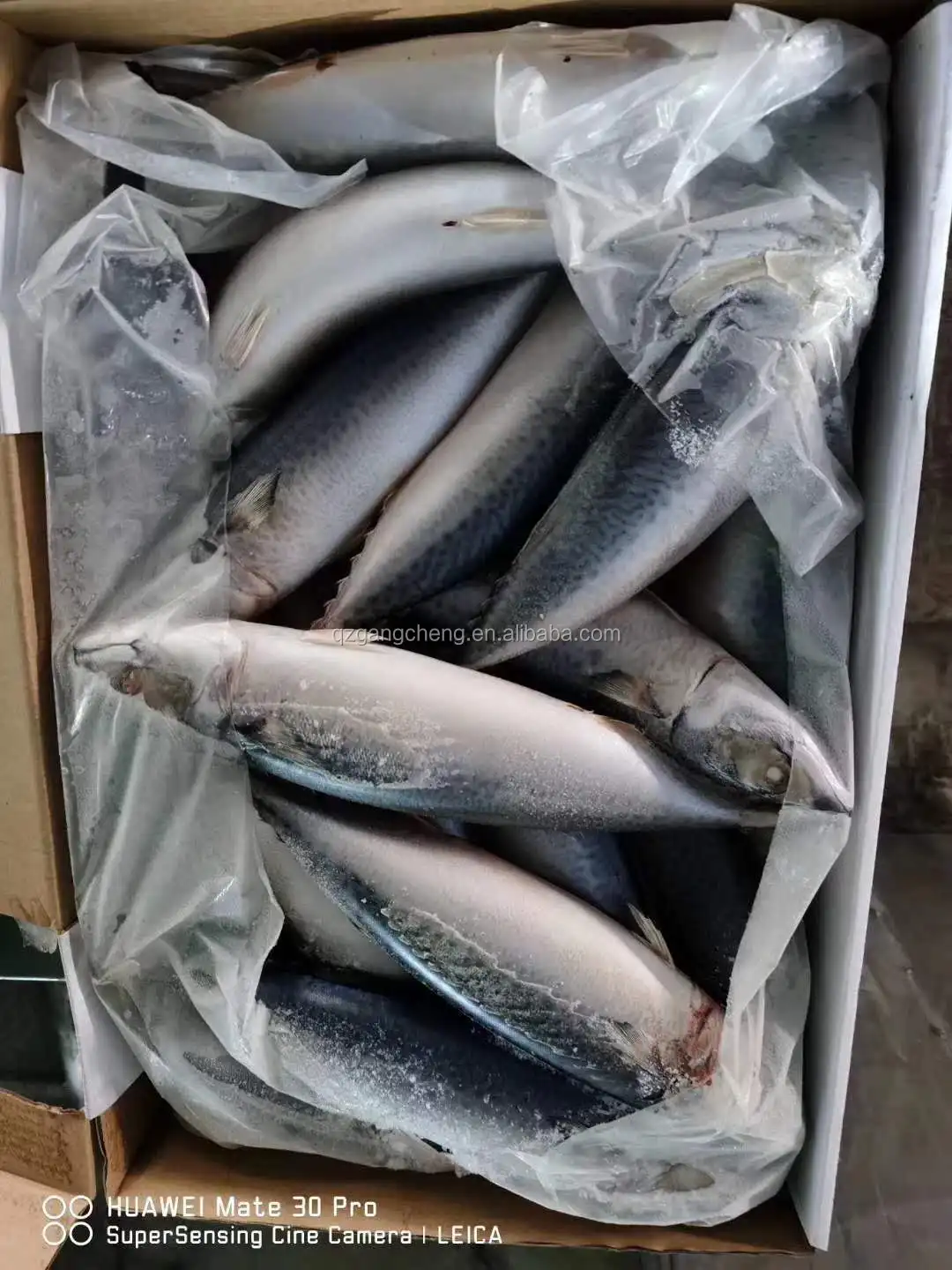 Pacific Mackerel Seafood fish fresh frozen  8/10pcs  Philippines cheap