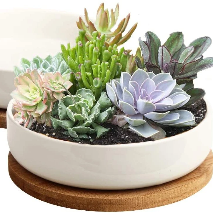 6 Inch Modern Home Decorative White Small Ceramic Cactus Plant Flat Flower Pot