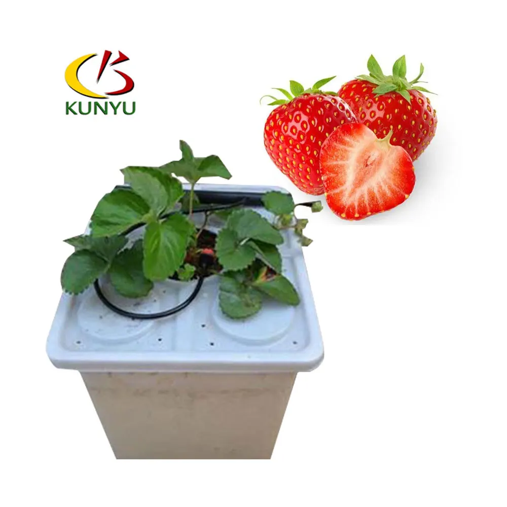 Hydroponic Dutch Bucket Plants In Bato Pot 11 Liters For Hydroponic System Growing