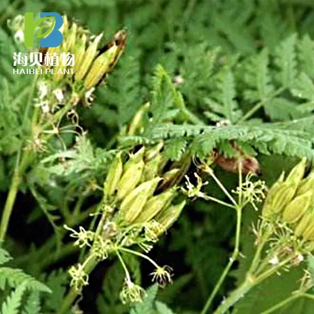 
100%Pure&Best Quality Essential Myrrh Oil 