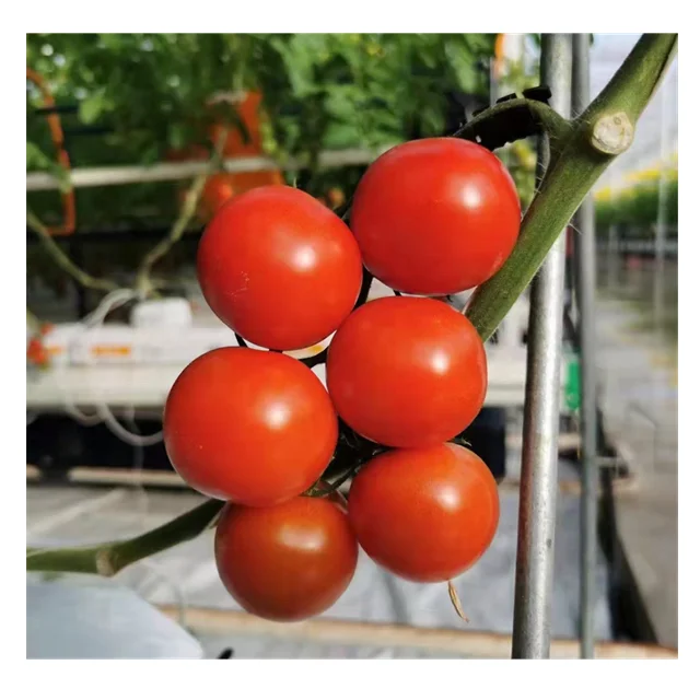 Agricultural Tomato Greenhouse Film Green Houses Tomato Hydroponic System for Tomato