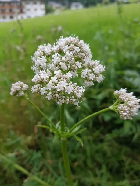 Natural Valerian Root Extract Powder Valeric Acid