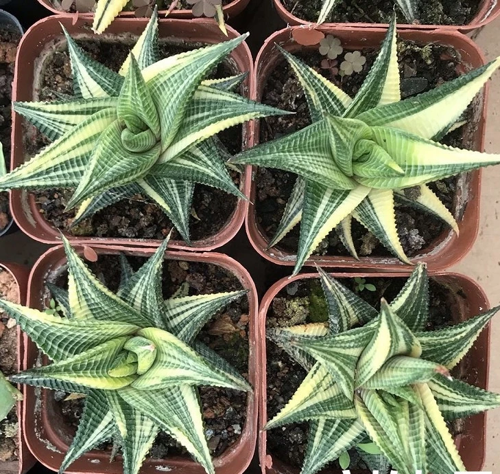  Различные кактусы и суккуленты настоящие haworthia limifolia variegata garden