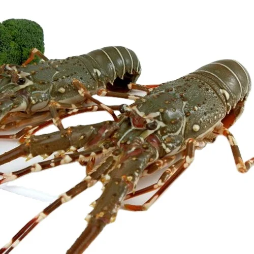 Premium top standard quality live spiny lobster and live rock lobster - Canadian live Lobsters