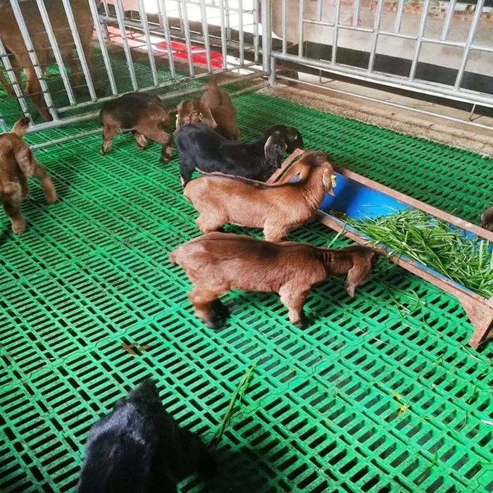 Goat shed house building Flooring Plastic material 1*0.6M size goat slate floor for sale