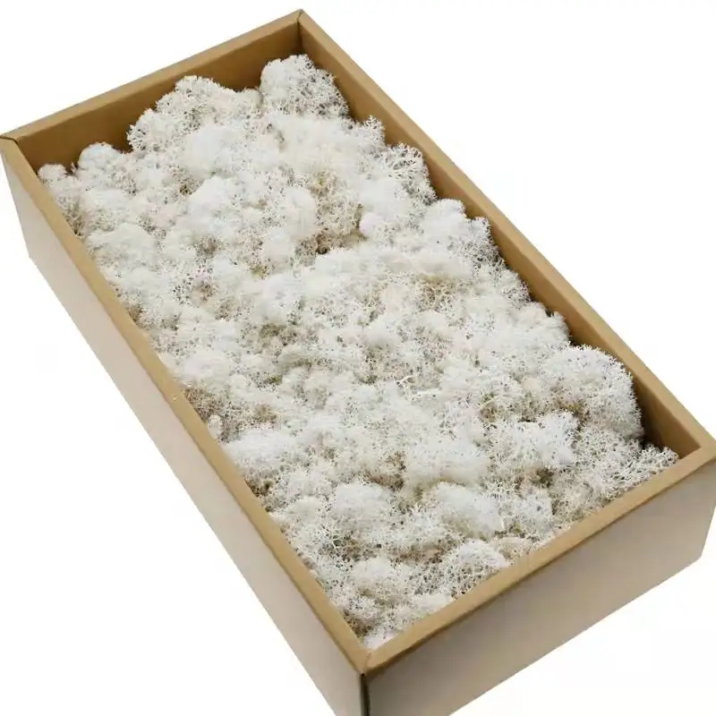 Wholesale Preserved Natural Moss Colorful Real Eternal Moss As Wall Decoration Flower