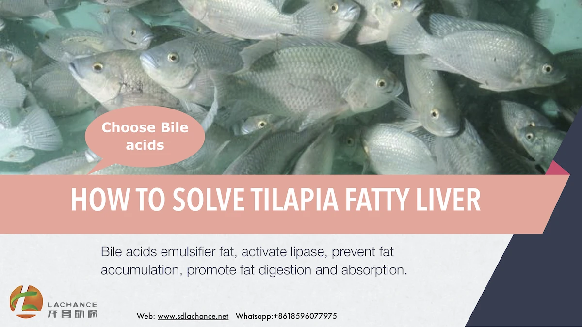  tilapia fatty liver.jpg