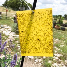 Fruit Fly Trap, Yellow Sticky Gnat Traps Killer for Indoor/Outdoor Flying Plant Insect glue trap