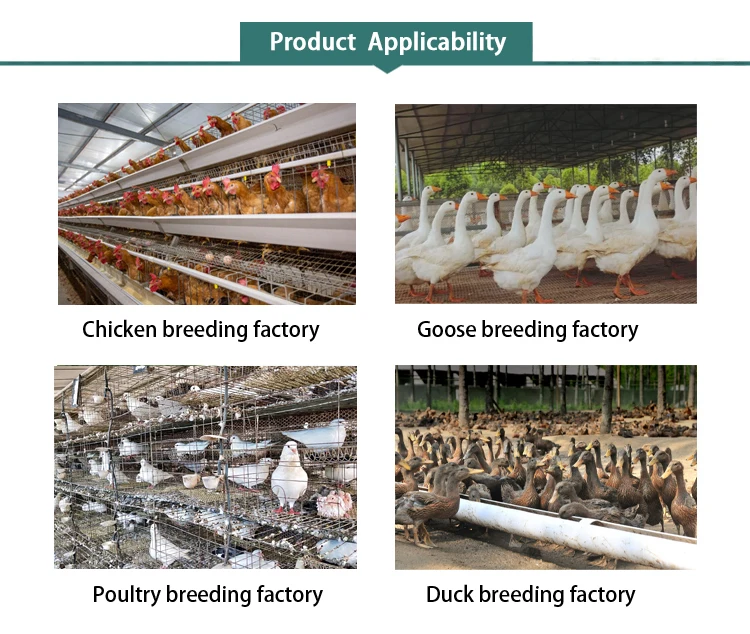 Broiler Duck Growth Booster Feed Additive Premix with Feed Grade Amino Acids Vitamins for Optimal Weight Gain