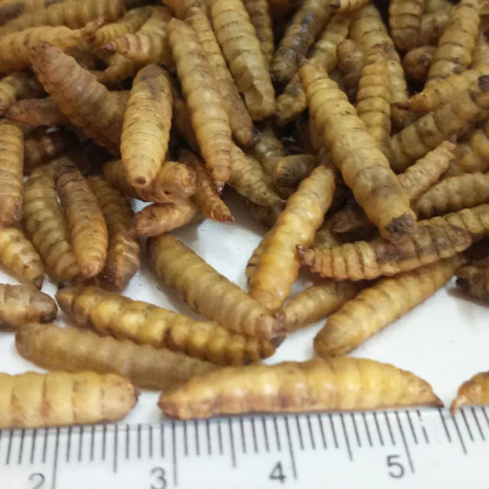
High Protein Natural eco-friendly dried mealworms for anomal feed 