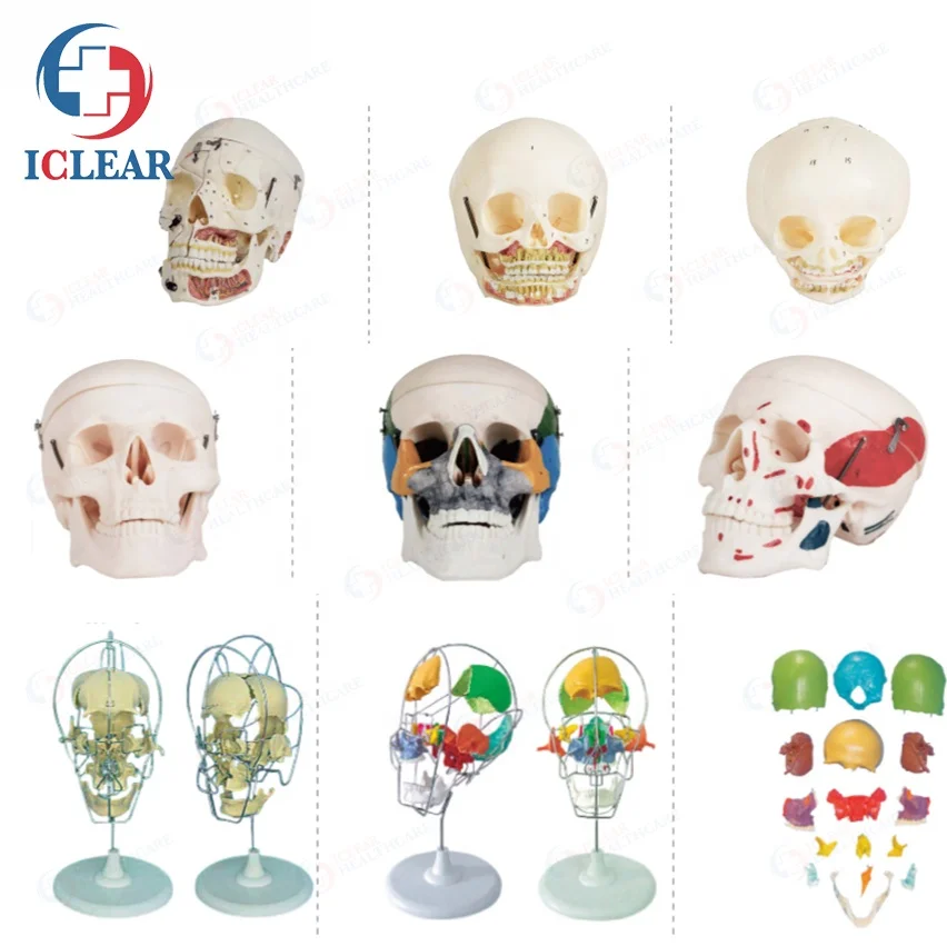 Good PVC Materials Multi-type Medical Training Manikin Human Skulls