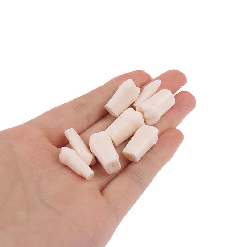 Сменная запасная модель зубов аксессуары для обучения стоматологии полости рта свободного