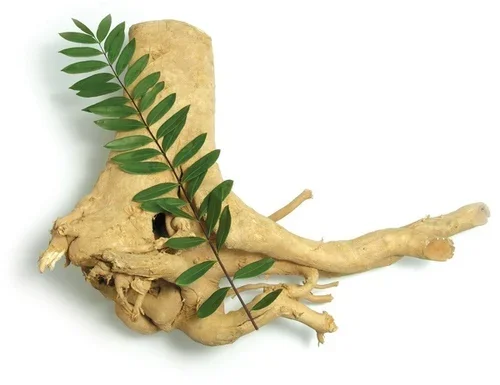 Malaysian Ginseng Male Enhancement Health Booster Tongkat Ali Root Eurycomanone 1% 2% Customization