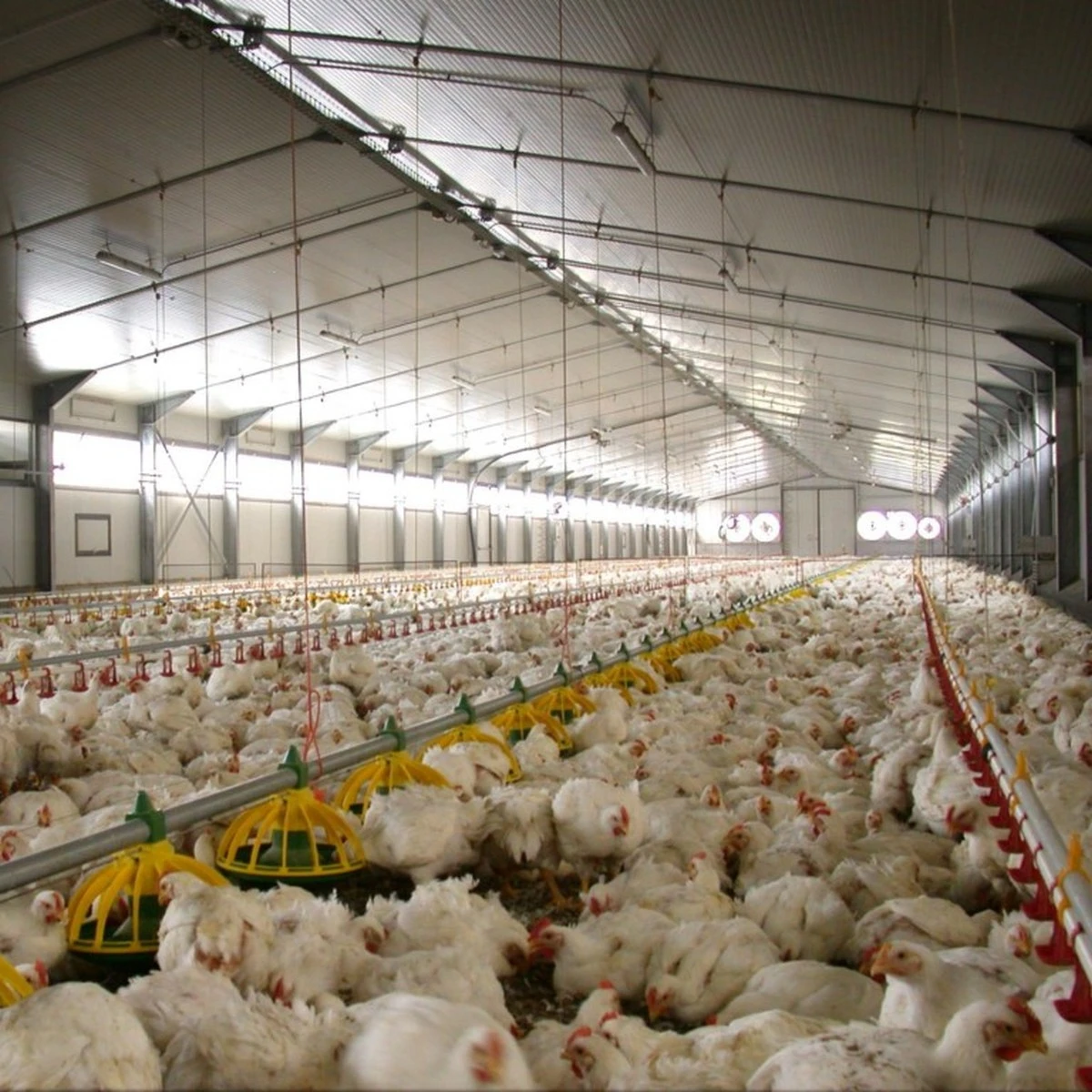 Другое оборудование для животных, автоматическая поилка для птицы, поилка для цыплят