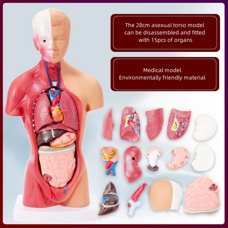 hot sale good price Medical 3D Model Anatomical Anatomy Dual-sex Human Torso with head Model medical supplies
