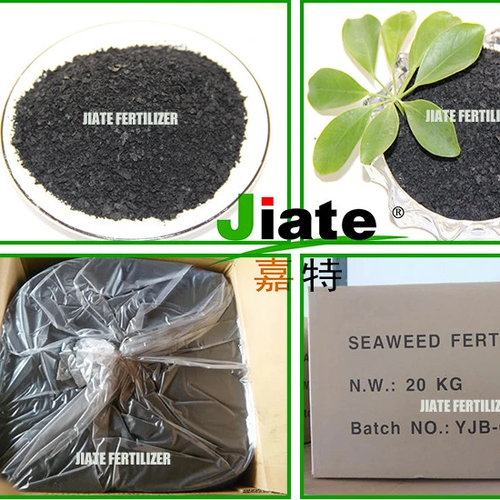 Hot Sale hydroponic nutrients organic fertilizer Natural Kelp Source High Quality seaweed extract powder