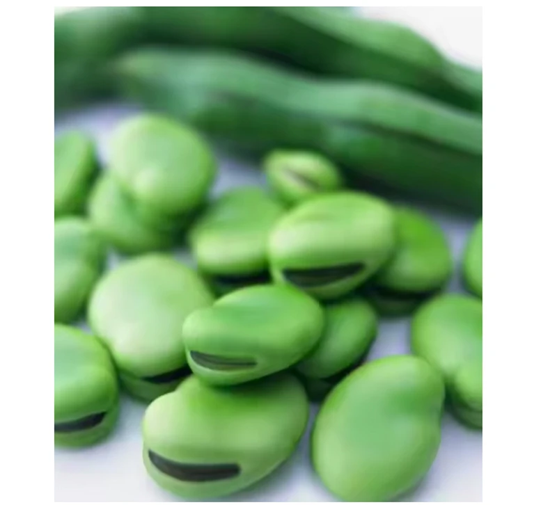 Wholesale bulk quantity supply fresh style photos frozen broad beans fava beans price