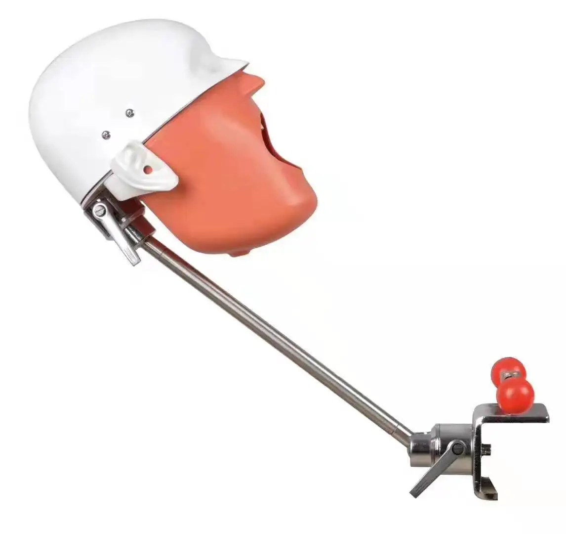 
dental manikin training head model dental simulator phantom head dental teaching model simulation unit 