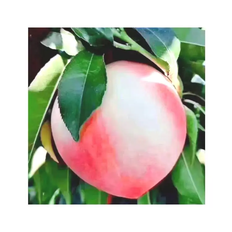 Продажа, высокое качество, Китай, высокое качество, оптовая продажа, Пекин № 7, свежие персики