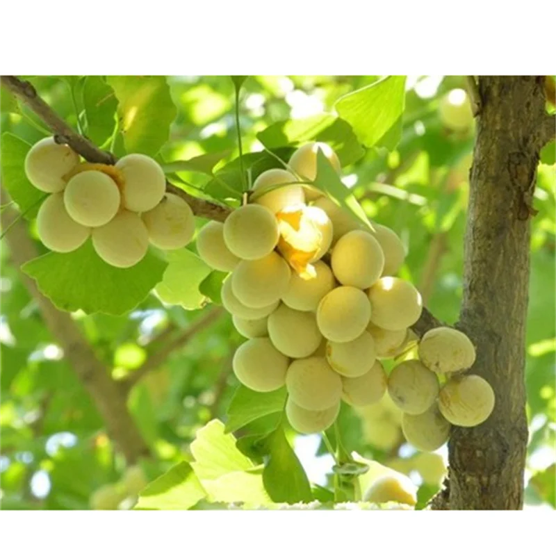 Wholesale  2023 Sales Best Selling  Natural Quality Best Price Raw Ginkgo Nuts Available In Bulk