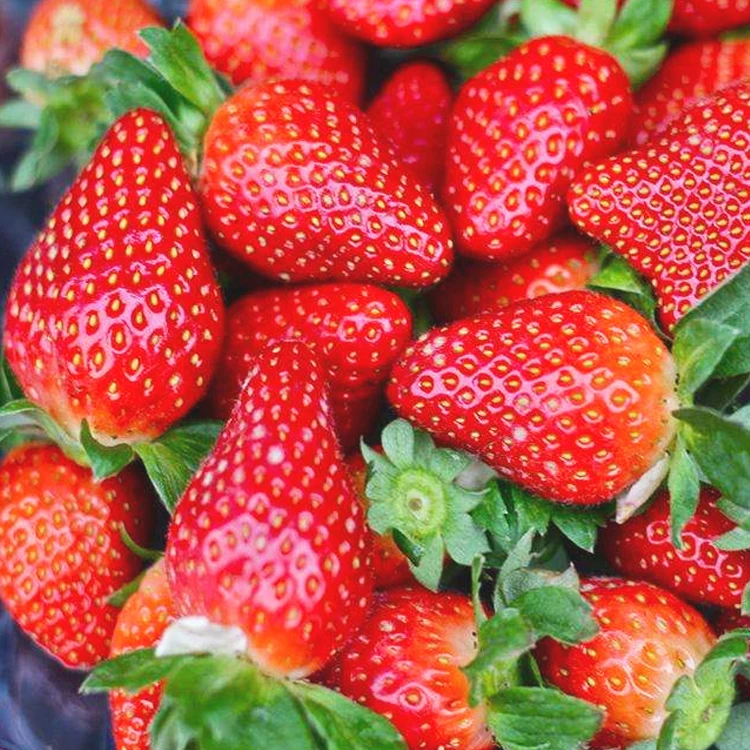 The Body Shop strawberry Powder Organic Freeze Dried high vitamin C  Fruit Flavor For Cooking