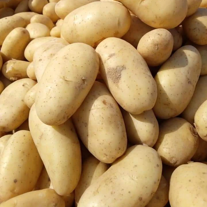 Hot selling cheap price fresh vegetable potatoes bulk for wholesale