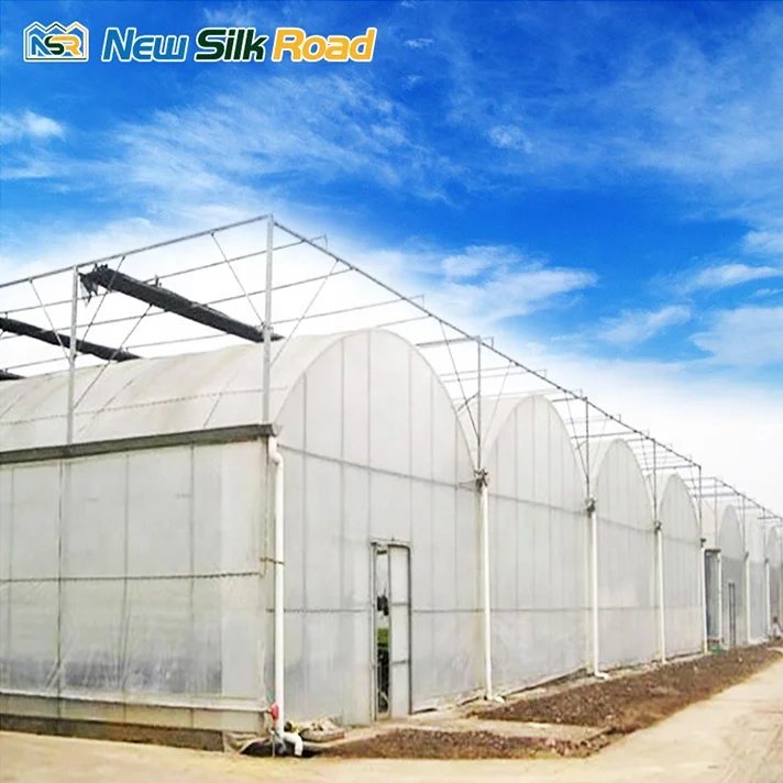 NSR Greenhouse Multi Span Economical Plastic Vegetable Tunnel Greenhouse greenhouse tomato seed For Sale