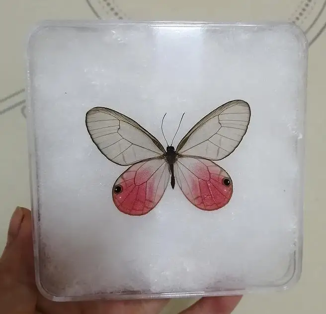 Real butterfly insect specimen decoration student creative birthday gift