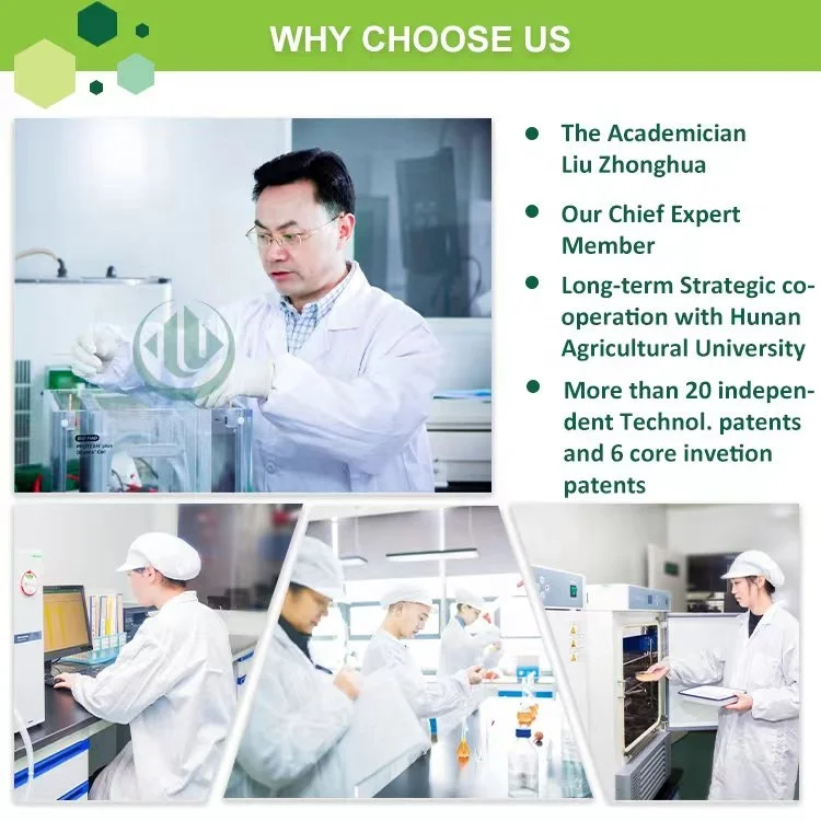 Free Sample Instant Hot or Iced Tea Green Tea Leaf Extract High in Polyphenols From ISO Factory