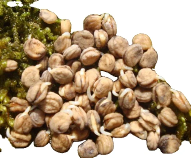 100g NON-GMO accelerating germination vernalization ginseng seeds for sowing