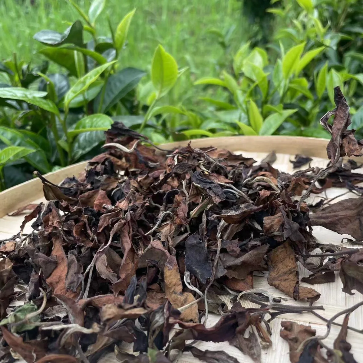 New style hot selling Yunnan gaba white tea gaba white peony loose tea leaves bai mu dan