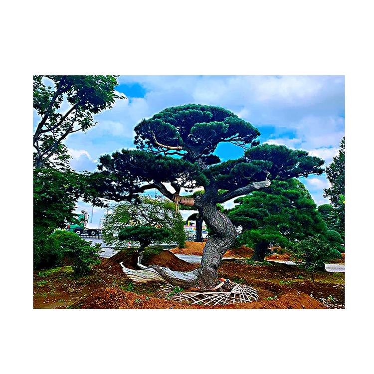 Домашнее садовое дерево, реальная цена, оригинальные растения бонсай из Японии