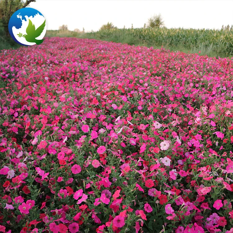 
High Germination Public Park China Garden Plants Bonsai Flower Seeds Mix Colour Hybrids Flower Petunia Seeds 