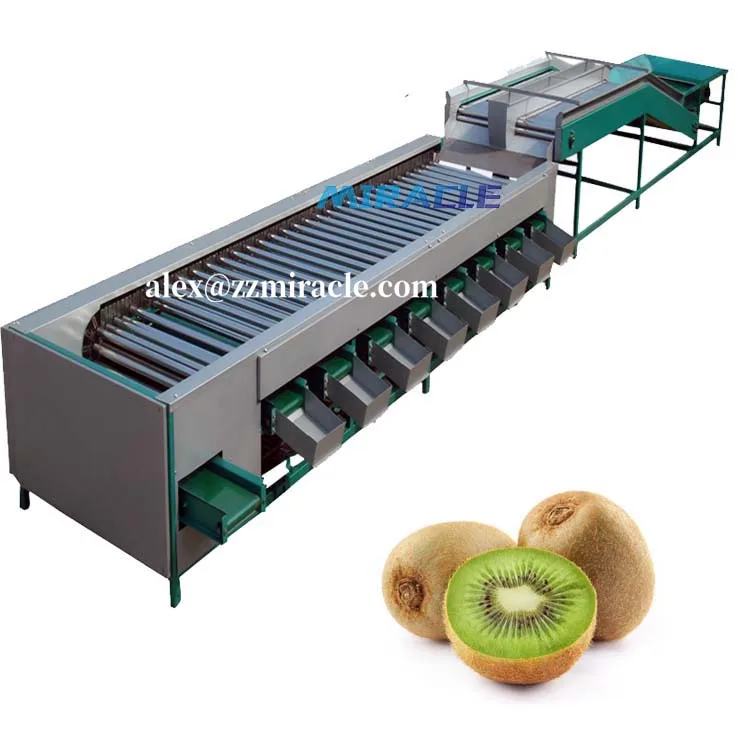 Zealand Kiwi berry Size Grading Machine Kiwi berry Weight Grader Kiwi berry Size Grader